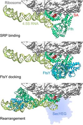 Cotranslational Biogenesis of Membrane Proteins in Bacteria